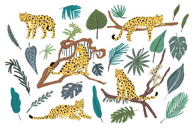 Leopard animal vector illustration set