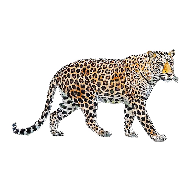 レオパード動物の水彩画スケッチ 手描きイラスト 孤立した白い背景