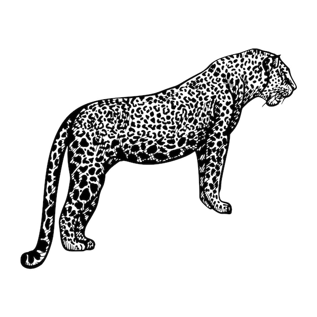 Леопард рисунок: векторные изображения и иллюстрации, которые можно скачать  бесплатно | Freepik
