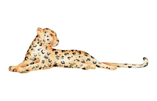 Vector leopard