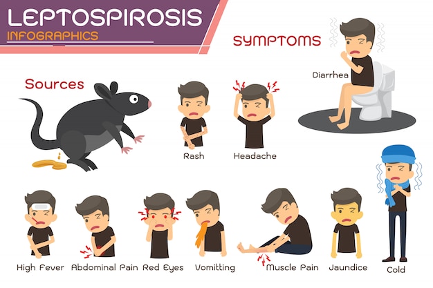 Leptospirose infographics. Leptospirose over symptomen en preventie. gezondheid concept vector cartoon illustratie.