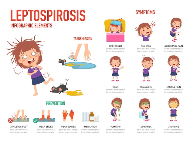 Sintomi di leptospirosi e illustrazione vettoriale infografica di prevenzione