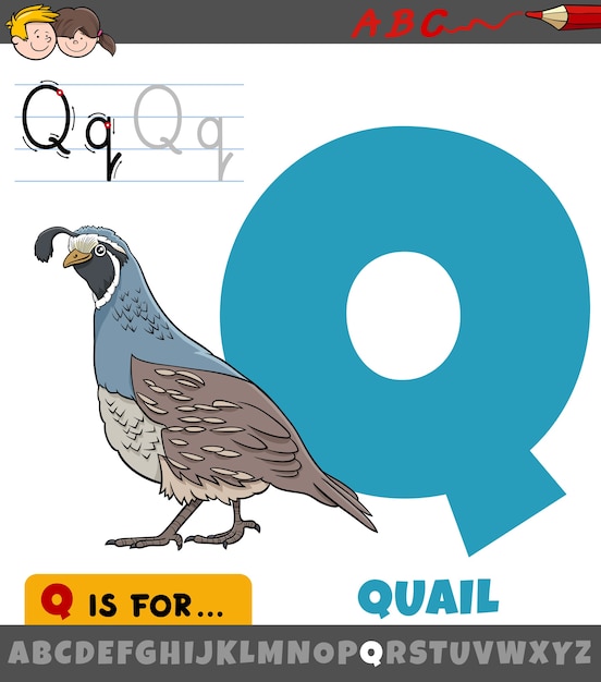 letter Q uit alfabet met kwartelvogel dierlijk karakter