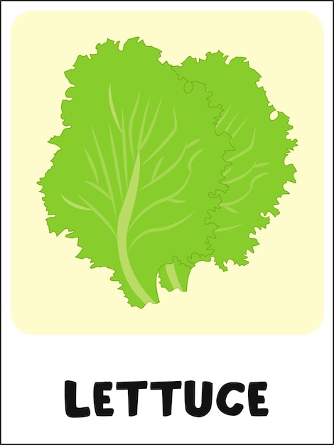 Lettuce flashcard