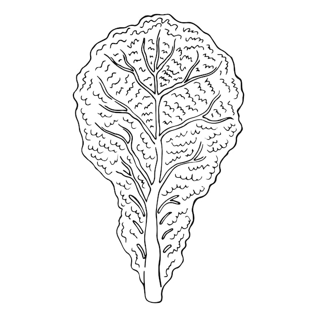 Vettore illustrazione del doodle del vettore dello schizzo disegnato a mano della lattuga clipart di cibo sano di verdure verdi
