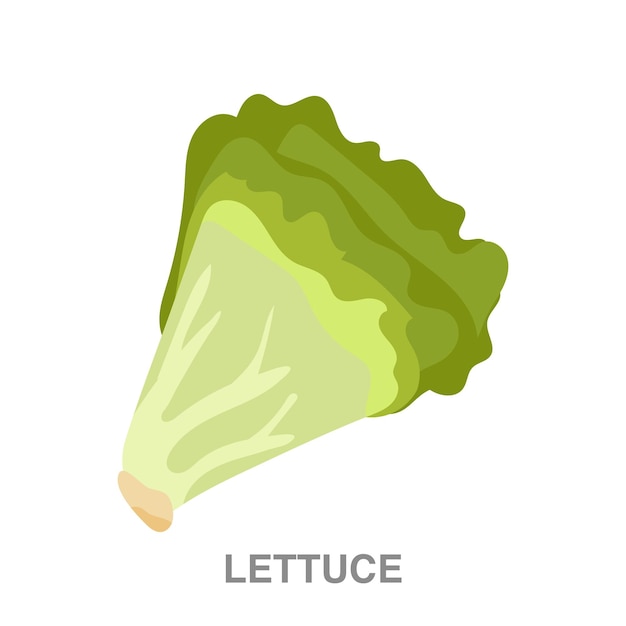 Vector lettuce illustration on transparent background