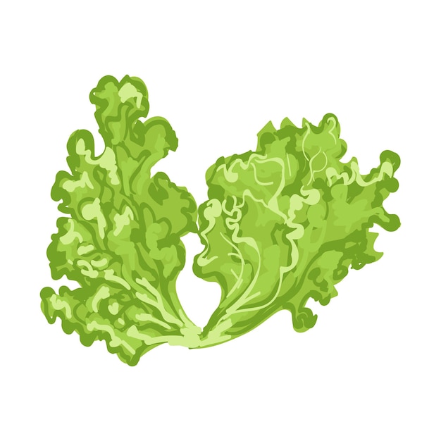 Lettuce leaves illustration