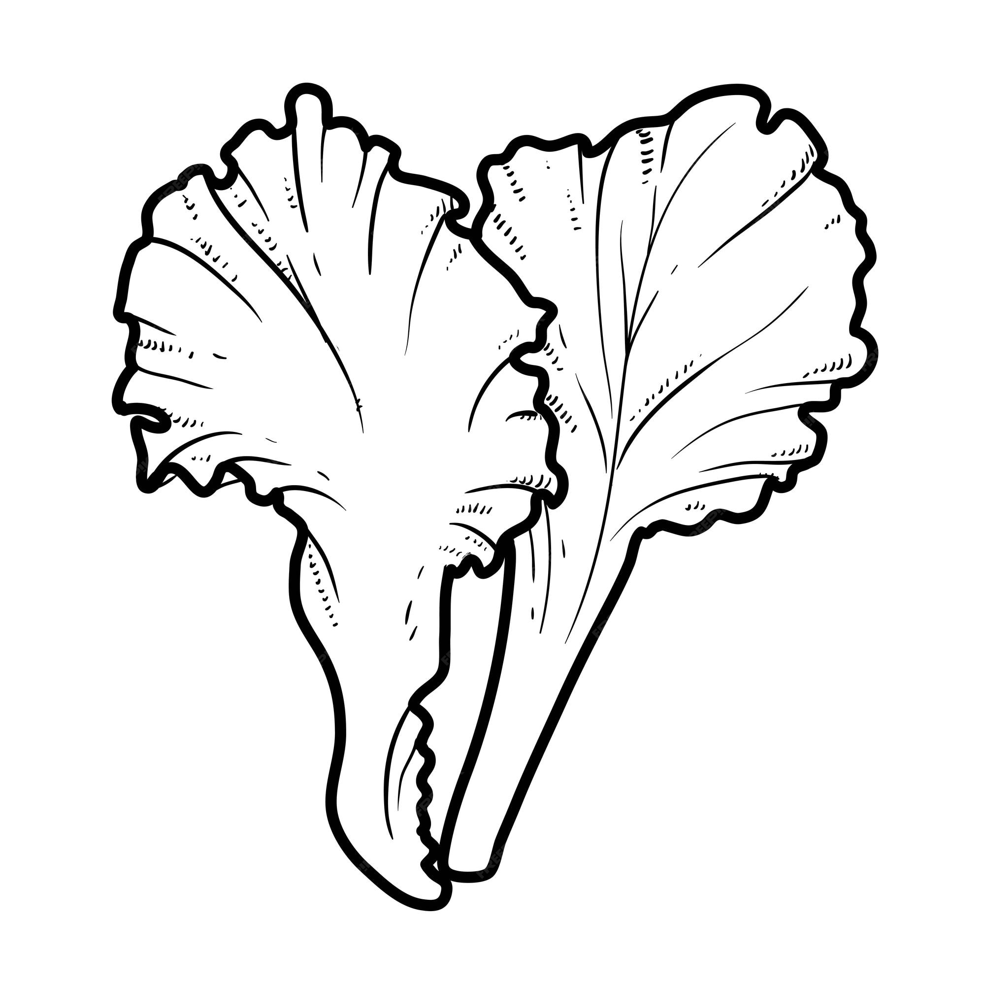 Premium Vector Lettuce leaves linear drawing on white background