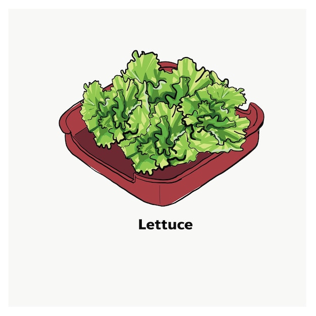 Vector lettuce on red platefor japanese grill korean grill thai pan bbq grill drawing illustration vector