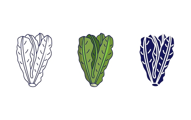 Lettuce vector icon