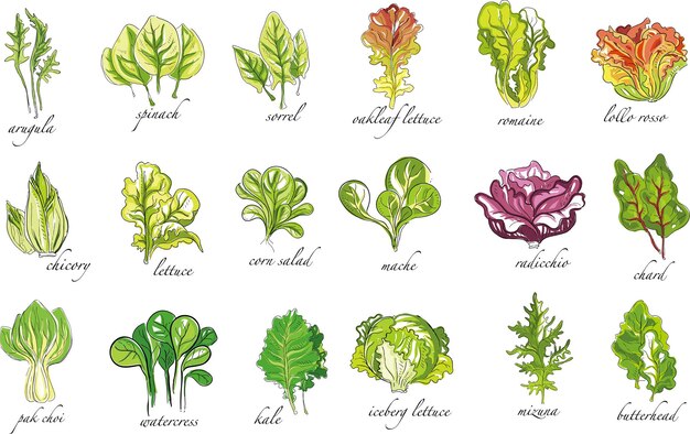 Vector lettuce vector lettuce illustration detailed vegetable illustrations lettuce collection celery clipa