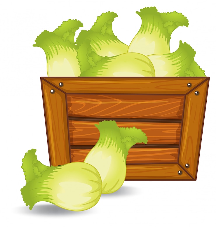 Vector lettuce on wooden banner