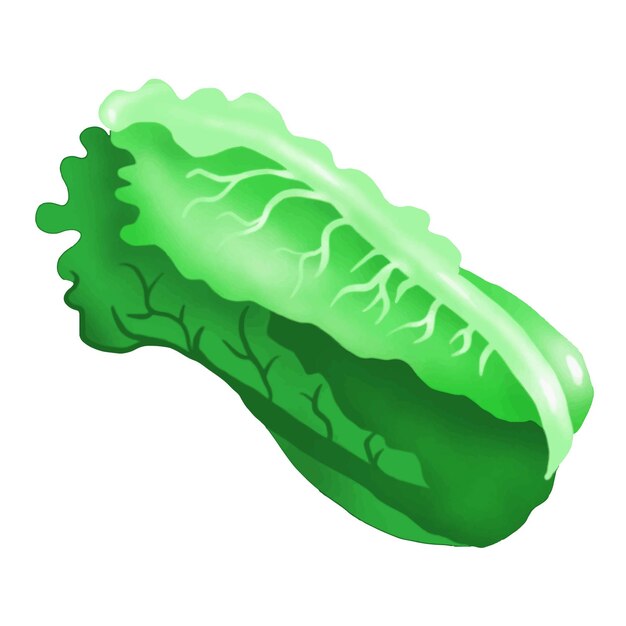 Vector lettuce