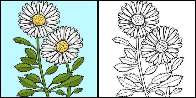 Leucanthemum 데이지 꽃 컬러 일러스트