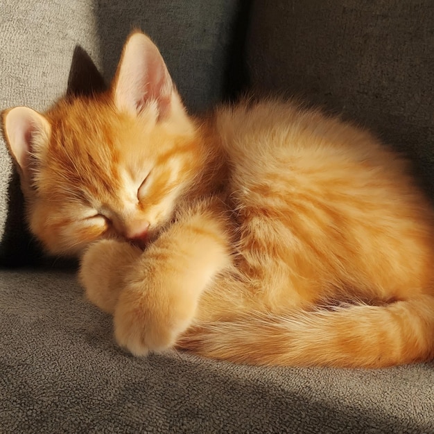 Leuk rood kitten dat op de bank slaapt leuk roode kitten die op de sofa slaapt