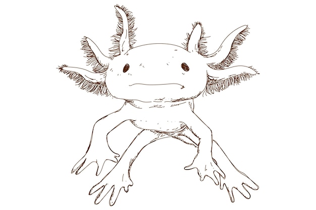 Leuke axolotl-schets, vintage gravure, met de hand getekend