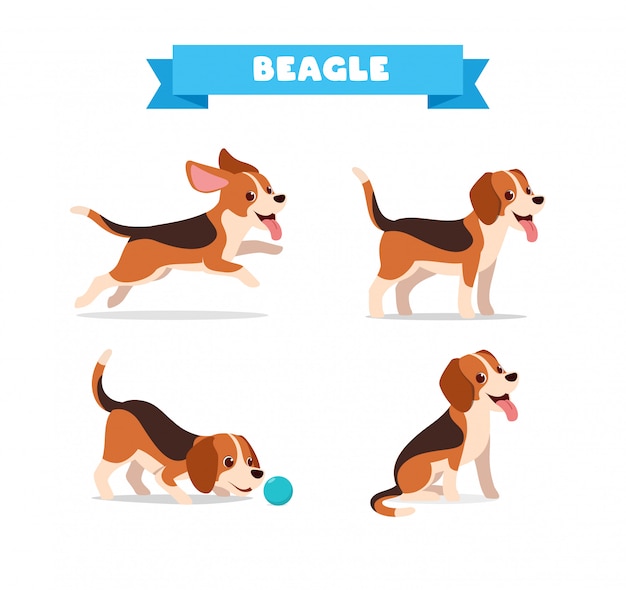 Leuke beagle hond dier huisdier met veel pose-bundelset