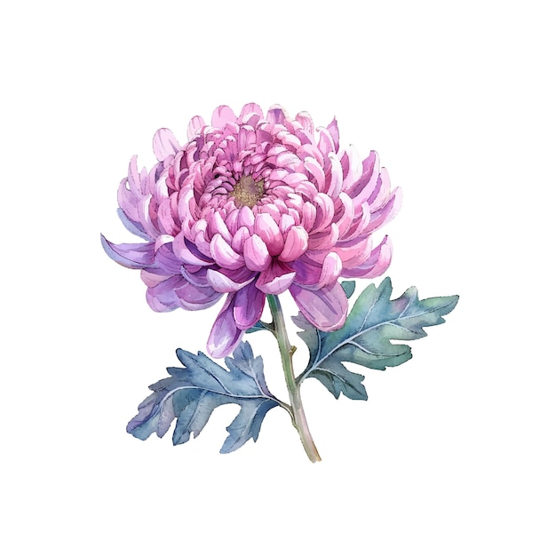 Leuke chrysanthemum vector illustratie in aquarel stijl