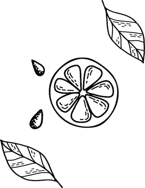 Leuke handgetekende set met plakjes citroen met bladeren en zaden voor menu of recept. doodle-vector