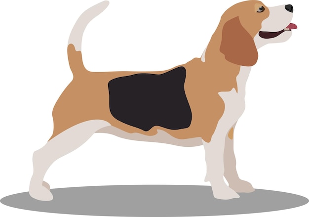 Leuke koele beagle pup. Vectorillustratie van huisdier gedrag. Platte hond staat in volle lengte geïsoleerd