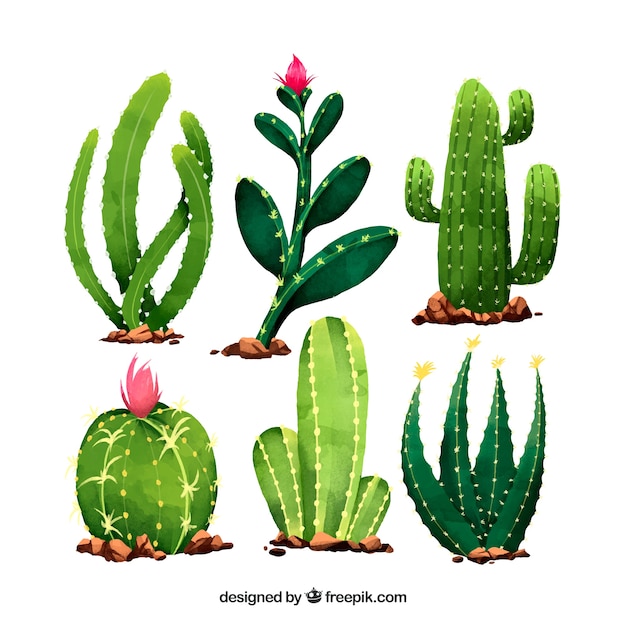 Leuke set van cactussen met aquarelstijl