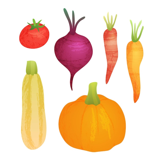 Leuke vector plantaardige collectie op witte geïsoleerde achtergrond. Natuurvoeding herfst aquarel set met pompoen, wortel, squash, tomaat en rode biet.