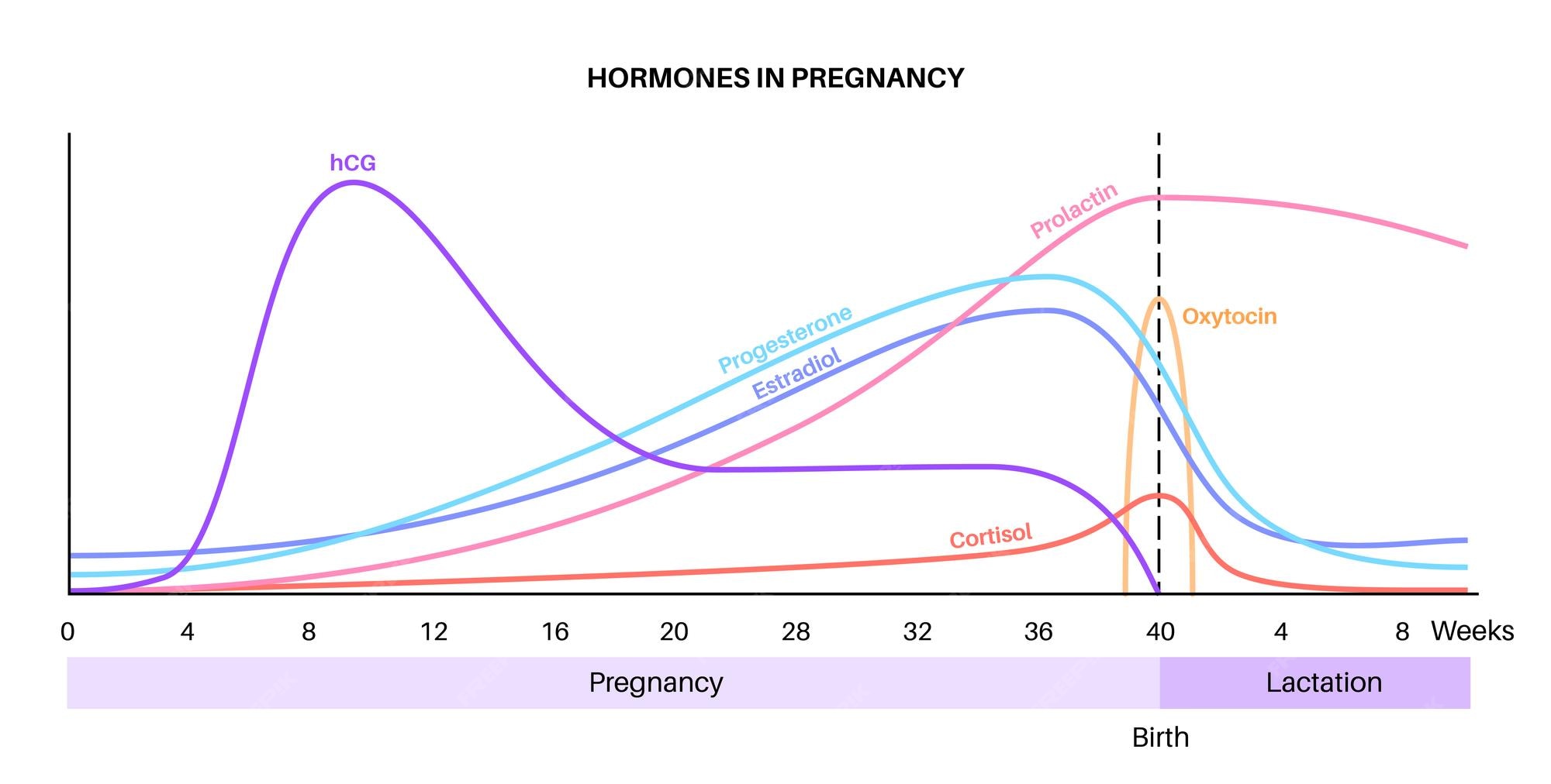 Premium Vector Levels Of Hormones In Pregnancy Hcg Prolactin Cortisol premium-vector-levels-of-hormones-in-pregnancy-hcg-prolactin-cortisol