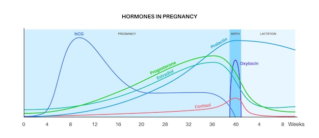 임신 중 호르몬 수치 HCG 프로락틴 코티솔 에스트라디올 프로게스테론과 여성 신체의 옥시토신 여성 호르몬은 첫 주부터 출생 및 산후 벡터까지 차트를 변경합니다.