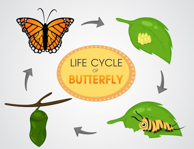 Levenscyclus van Butterfly. Beeldverhaal leuke vector Illustion EPS10.