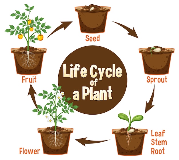 Levenscyclus van een plantdiagram