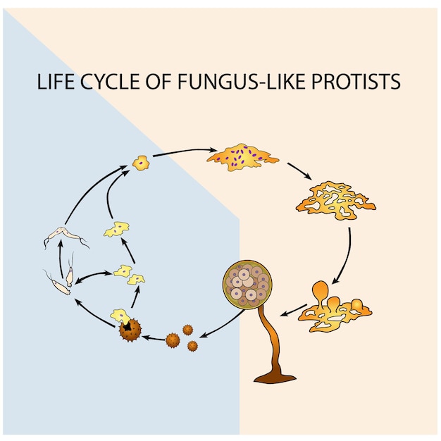 Vector levenscyclus van schimmelachtige protisten vectordiagram