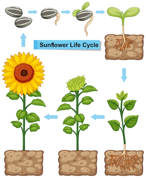 Vector levenscyclus van zonnebloemplant