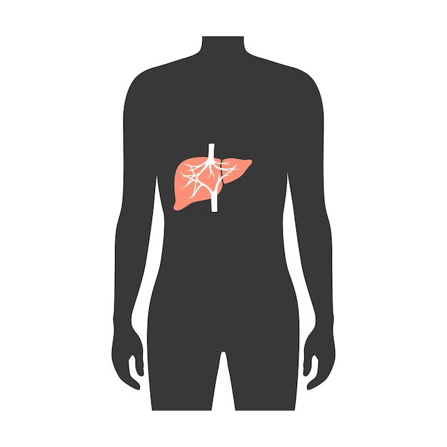 Lever anatomie in mannelijke lichaam medische platte vector geïsoleerde illustratie. man silhouet