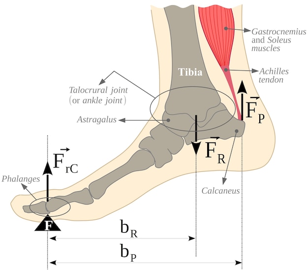 Vector lever ankle-foot-gastrocnemius and soleus muscles mechanical system