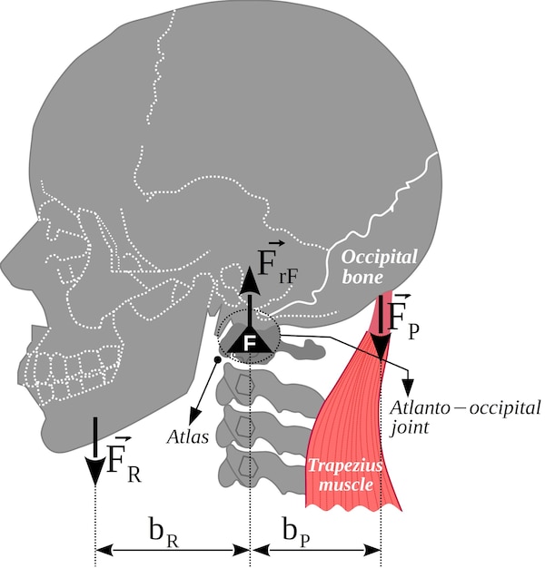 Vettore sistema meccanico a leva articolazione atlanto-occipitale - testa - muscolo trapezio