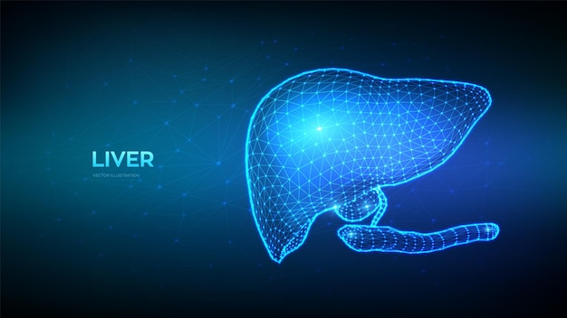 Lever Menselijke lever met galblaas en pancreas Cirrose en hepatitis behandeling donatie diagnostiek concept Abstract Laag veelhoekig orgaan voor medicijnen apotheek Vector illustratie