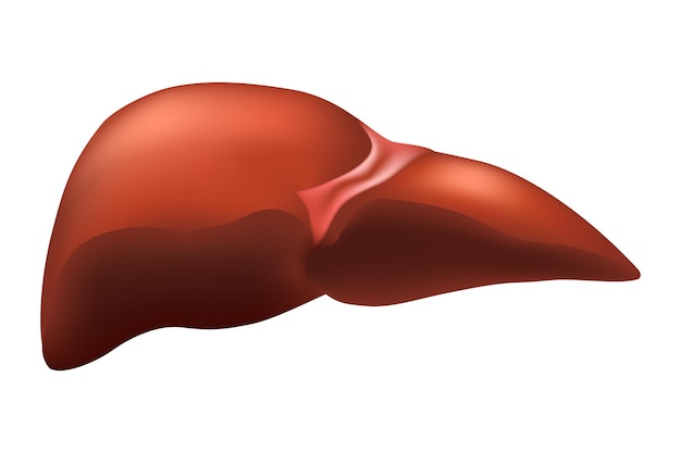 Lever van menselijk hepatobiliair systeem Realistisch ontwerp Geïsoleerde vectorillustratie