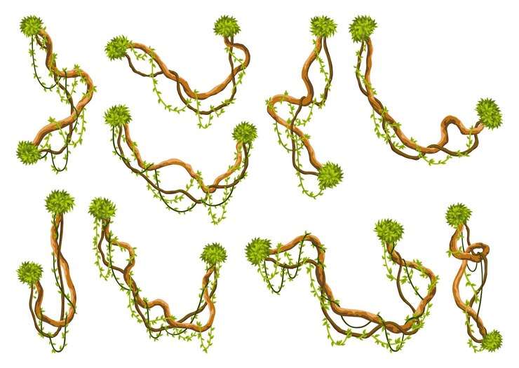 Vector liana branch set twisted wild jungle vine plants woody natural tropical rainforest exotic botany