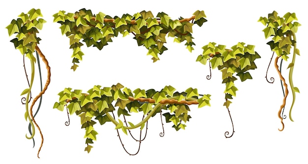 Vector liana branches ivy and tropical leaves set of creeper jungle