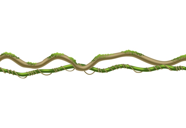 Vector liana stengelrand regenwoud groen mos hangend aan tak cartoon jungle klimplant tropische natuur plant