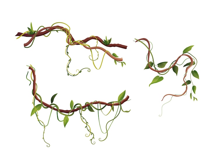 Liana or vine winding branches cartoon