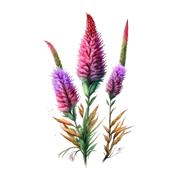 Liatris bloem aquarel verf