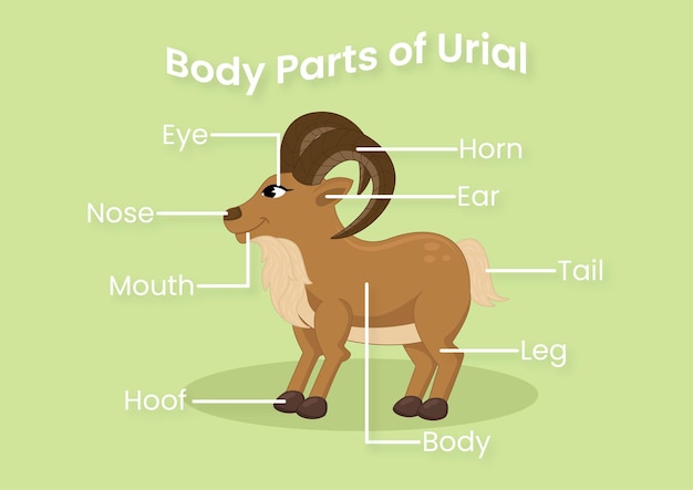 Lichaamsdelen van urial educatieve pagina voor kinderen