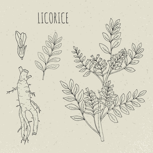 Vettore illustrazione isolata botanica della liquirizia. pianta, foglie, radice, fiori disegnati a mano insieme. schizzo di contorno vintage