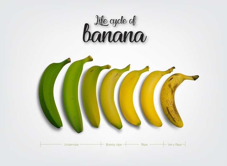 Vector life cycle of banana vector art