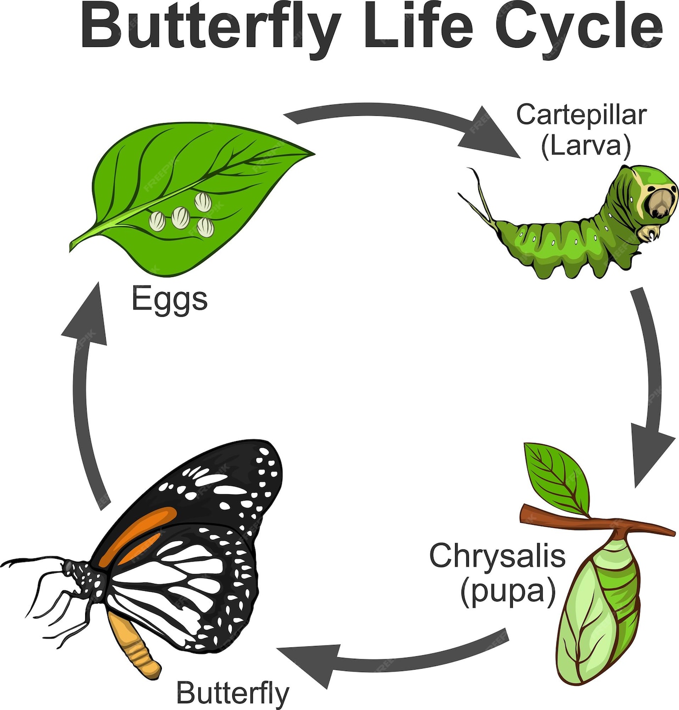 Premium Vector Life cycle of butterfly vector