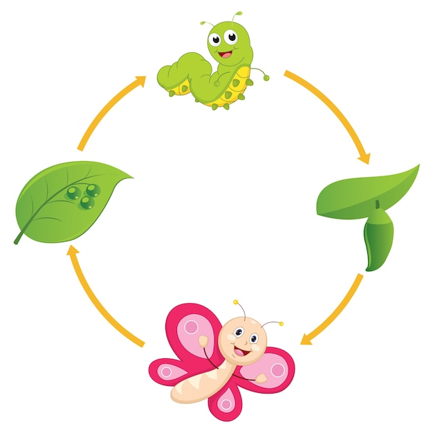 Vector life cycle of butterfly