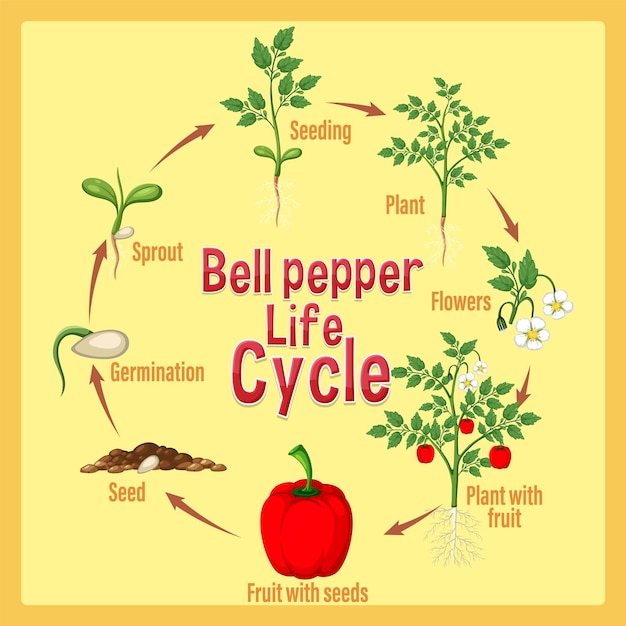 Life cycle of a capsicum diagram