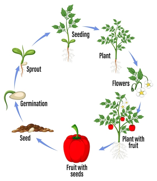 Vettore ciclo di vita del diagramma della pianta del peperone