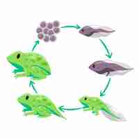 Vector life cycle of frog metamorphosis from eggs tadpole to froglet and adult